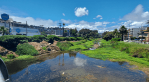 Estero Reñaca - Humedal chileno