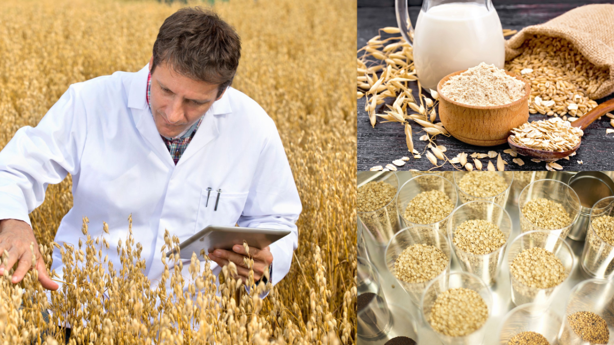 Chile Desafía al Cambio Climático: La Revolución Genética que Busca Salvar a la Avena&nbsp;Global